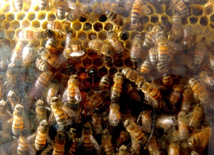 Las 'abejas asesinas' llegaron a Nuevo León 