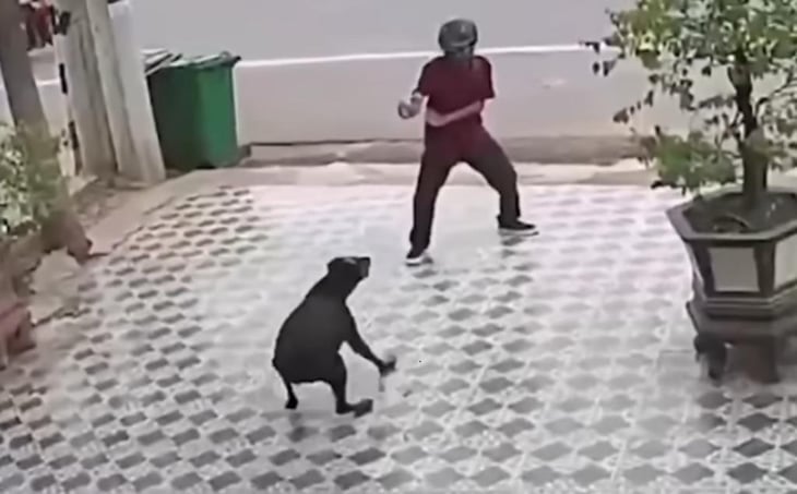 VIDEO: Hombre se defiende como en Karate Kid, tras ser atacado por dos perros