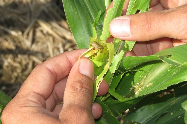 Se pierden más de 30 hectáreas  de siembra de maíz por plagas 