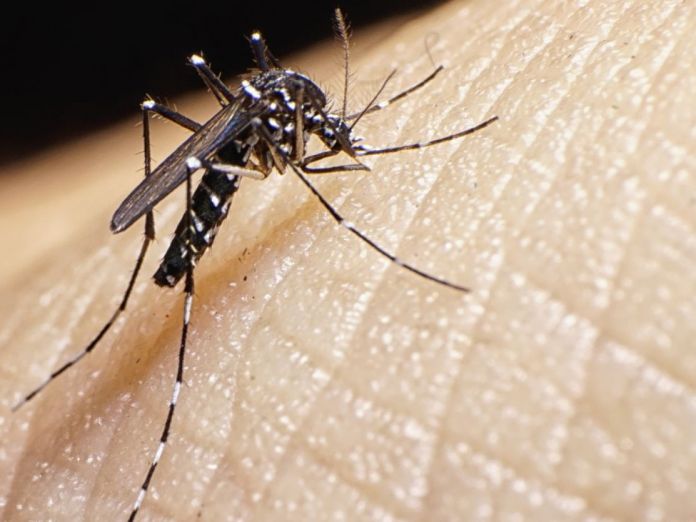 Confirman 20 casos de dengue en Monclova y 15 más sospechosos