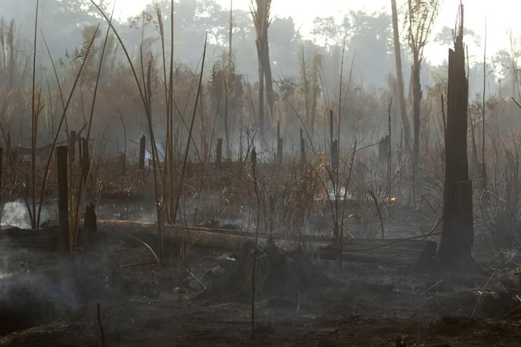 ONG lista a 6 entidades de EU como 'cómplices' de destrucción de Amazonía