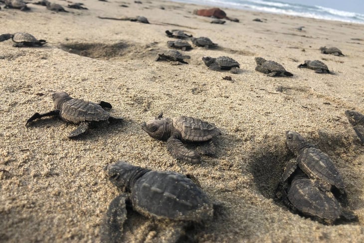 Tras pandemia, reportan histórica eclosión de tortugas en Sonora