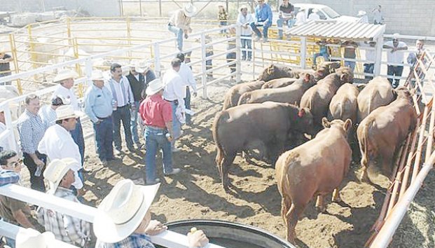 Mantiene Coahuila el liderazgo nacional en exportar ganado 
