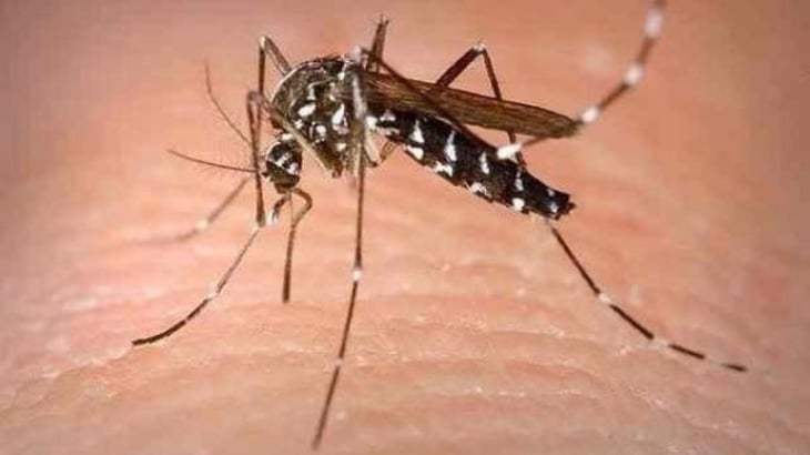 Identifican el mecanismo por el que el virus del Zika causa la microcefalia