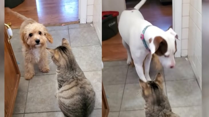 VIDEO VIRAL: Perrito pide ayuda a otro perro para que lo defienda de un gato