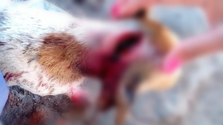 En Sinaloa, hombre hiere con machete a perrita que acababa de parir