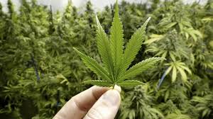 Legalización del cannabis medicinal avanza con reticencia en Costa Rica