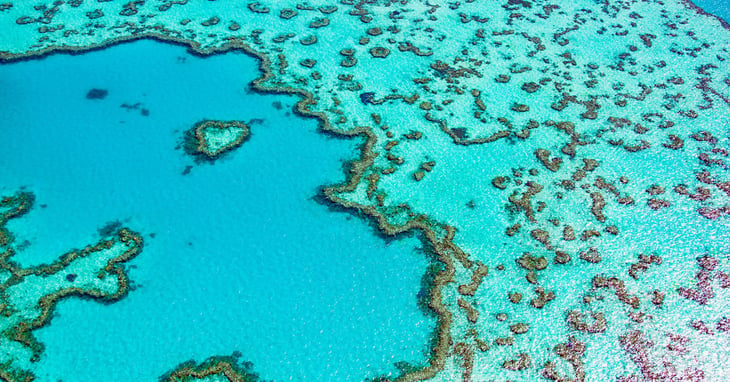 Descubren arrecife de coral en Australia de más de 500 metros de altura