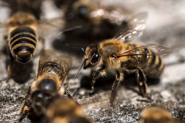 ¿Piquetes de abejas para mejorar la salud durante la pandemia?