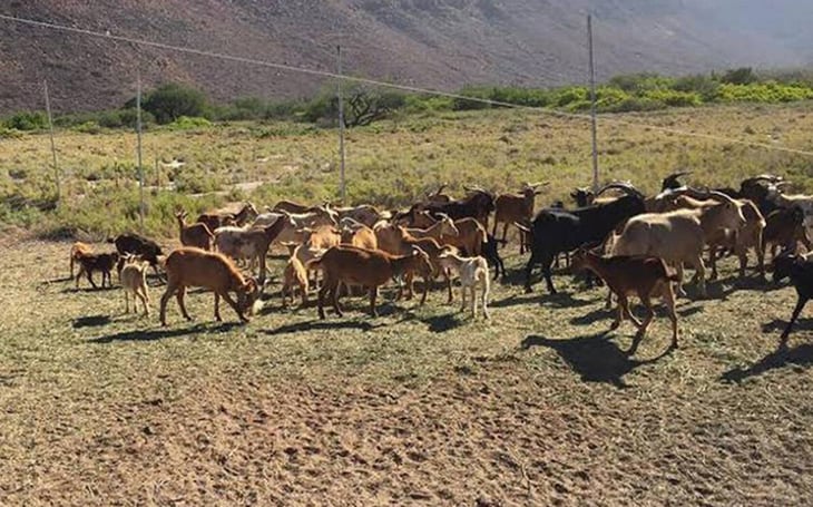 Autoridades siguen sin resolver denuncias por robo de ganado 