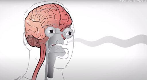 El SARS-CoV-2 podría entrar en el cerebro a través de la nariz