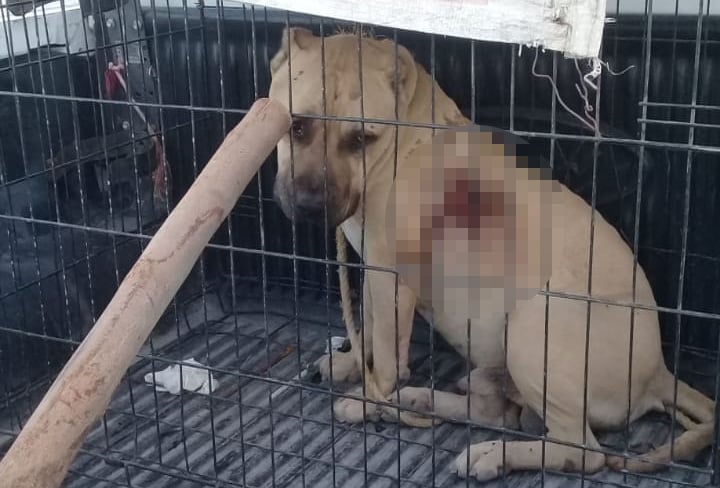 En Monclova, pitbull ataca a ama de casa