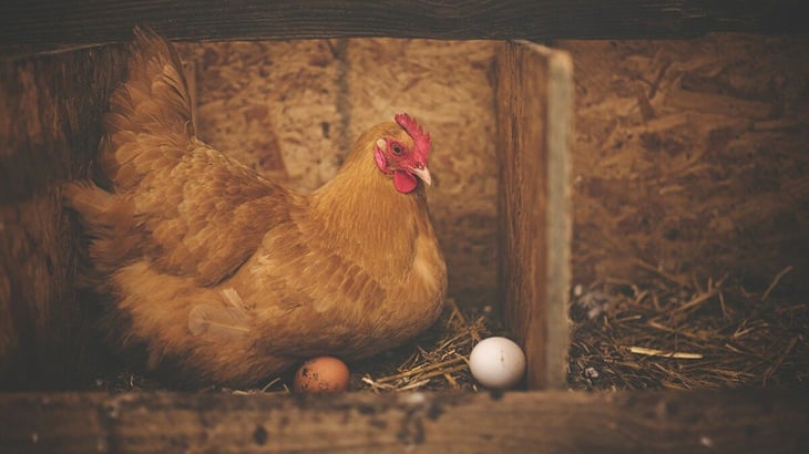 Granada prohíbe temporalmente la importación de productos avícolas de R.Unido
