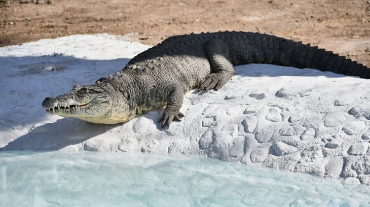 Llega joven cocodrilo de 70  kilos al Ecoparque Monclova 