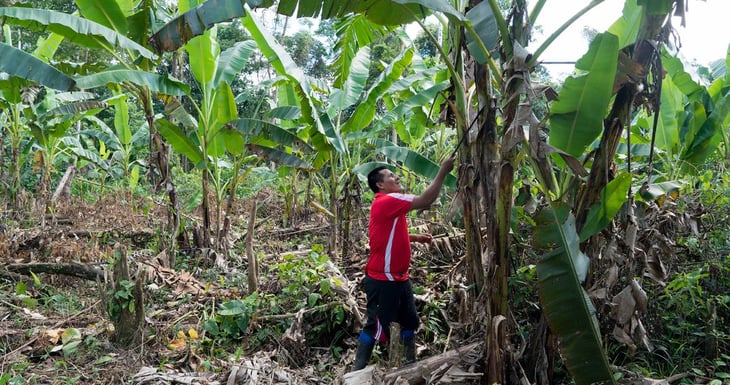 Grupos armados desplazan de sus tierras a más de 900 indígenas colombianos