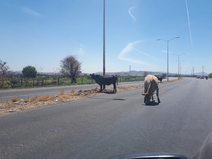 Vacas sueltas provocan accidentes en carretera