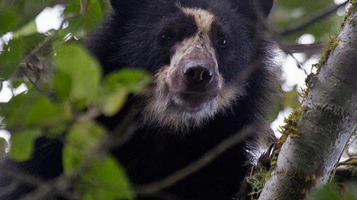 Hallan osos andinos, especie en extinción, cerca a zona ganadera en Ecuador