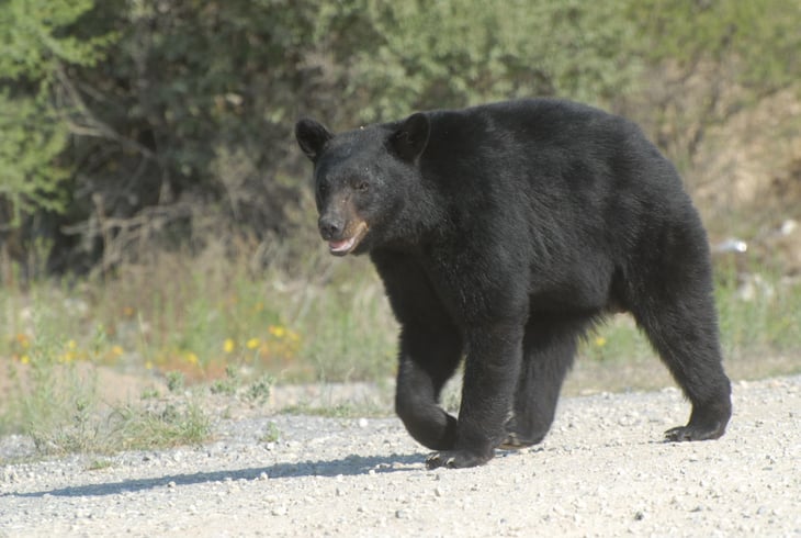 Buscan conservar el oso  negro en Coahuila: SMA