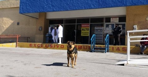 'Covito', el perro que espera afuera del hospital donde falleció su dueño