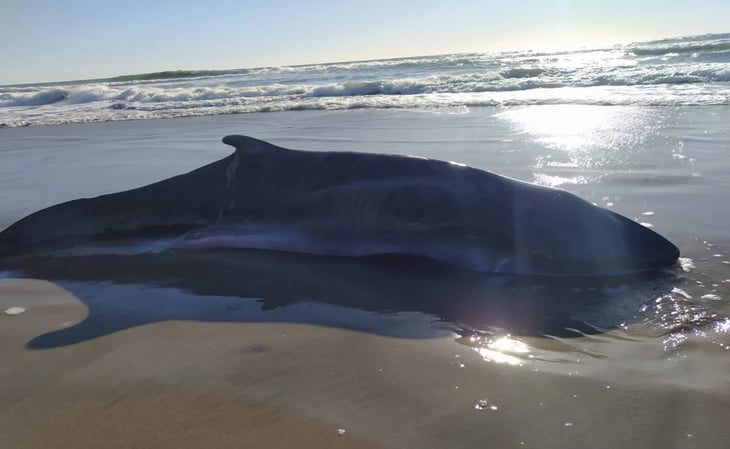 Encuentran ballenato muerto en playa de Mazatlán