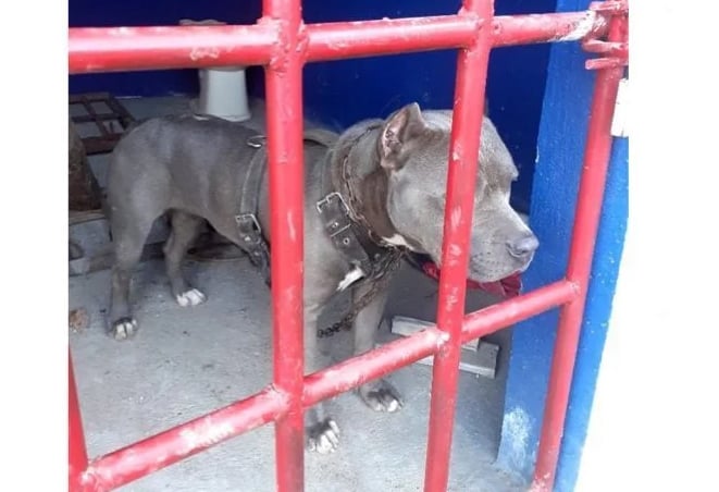 Encarcelan a perro en Chiapas