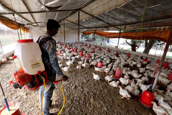 India trata de contener varios brotes de gripe aviar y su contagio a humanos