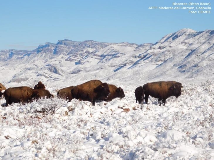 COAHUILA: Celebran establecimiento de segunda manada de bisonte americano