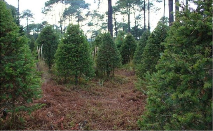 Habilitan centros de acopio para recibir árboles de Navidad