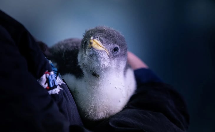 Alex, el pequeño y primer pingüino nacido en la CDMX