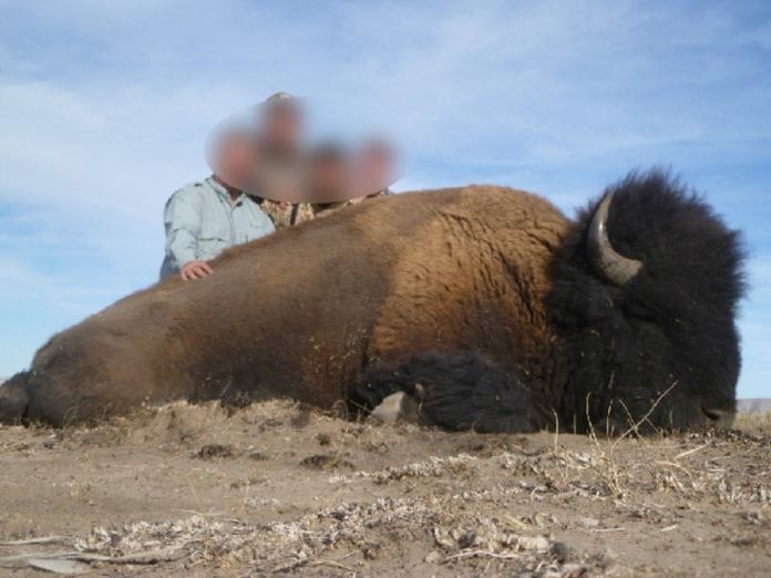 Cazar un bisonte con rifle o arco y flecha cuesta 153 mp