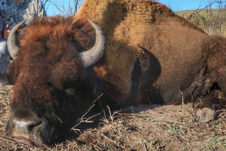 Coahuila presenta denuncia ante la Profepa por presunta caza ilegal de bisontes