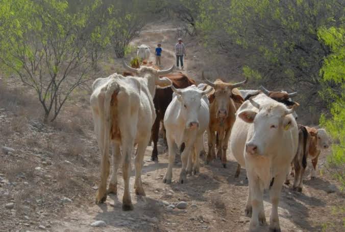 Baja 20% exportación de ganado de la Región Centro