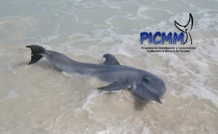 Rescatan a delfín varado en puerto de Las Coloradas, Yucatán