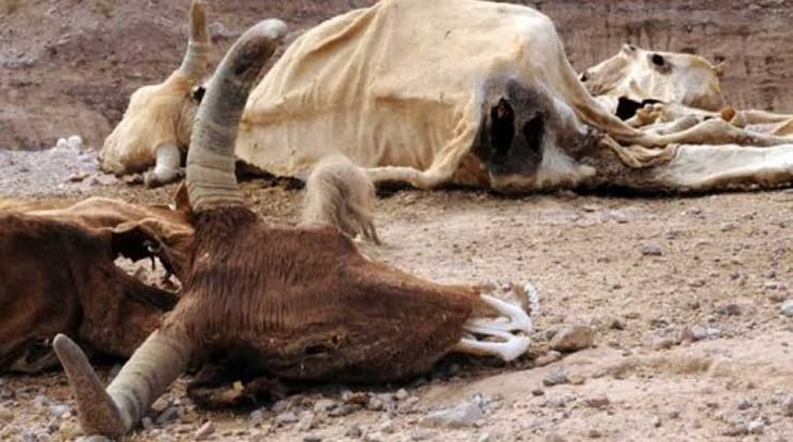 Escasez de agua y alimento mata a 800 bovinos en 'San Buena’