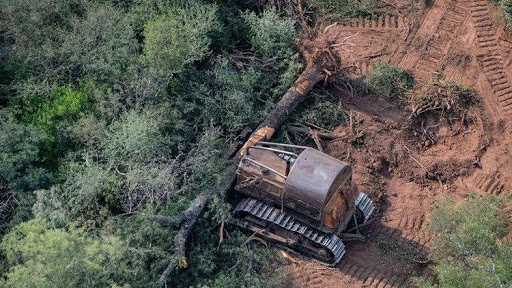 Argentina deforestó más hectáreas de bosques en 2020 pese a la pandemia