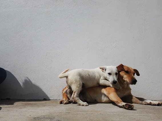 Suman 563 perros y gatos adoptados desde 2018 en Puebla