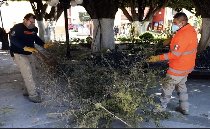 Ponen ramas con espinas en bancas de Guanajuato para evitar Covid