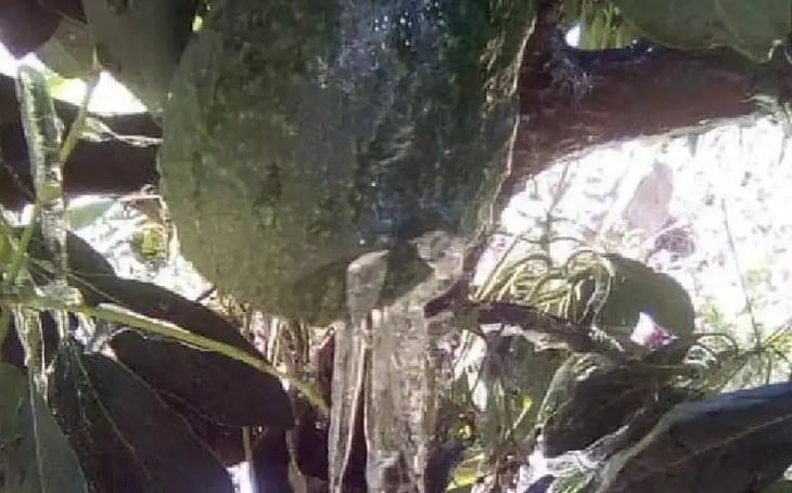 Cosechas de aguacate de congelaron en Lamadrid