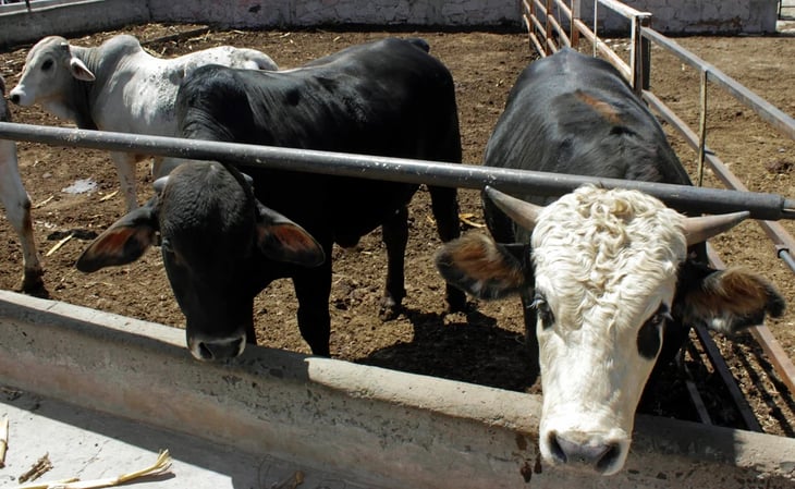 Con nueva legislación EU frenará exportación de ganado mexicano