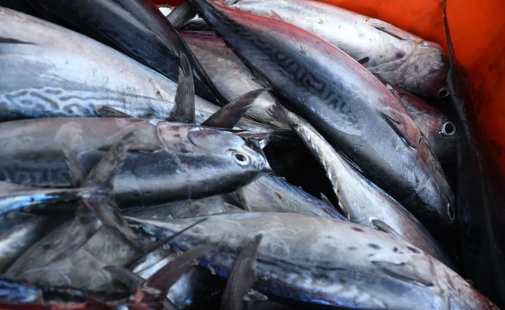 En México solo hay 3 pesquerías certificadas pese a tratados
