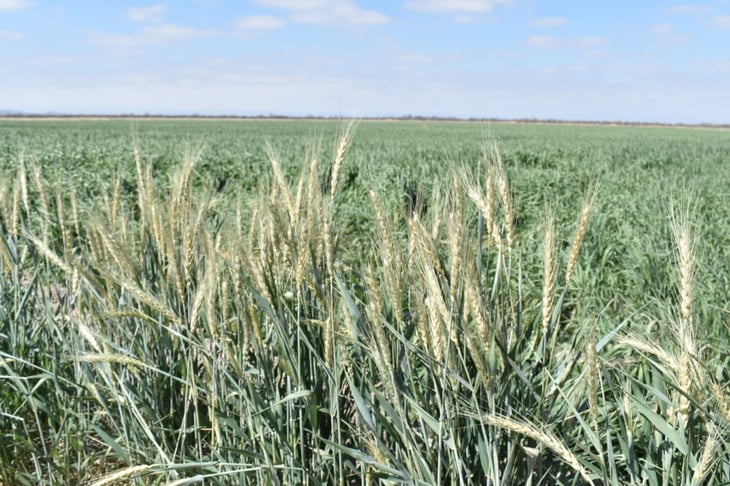 ‘Queman’ las heladas 400 hectáreas de trigo en Abasolo