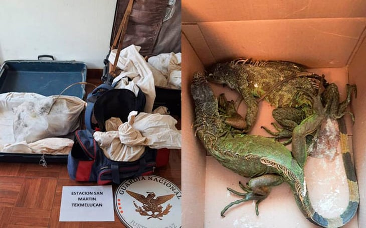 GN asegura iguanas, tortugas, boas y tarántulas en autobús de Puebla