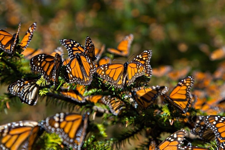 Desciende un 26% la presencia de mariposas monarca en bosques mexicanos