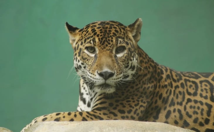 Muere 'Ambar', uno de los tres jaguares del Parque Museo La Venta