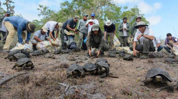Liberan a 191 tortugas gigantes en una isla del archipiélago de Galápagos