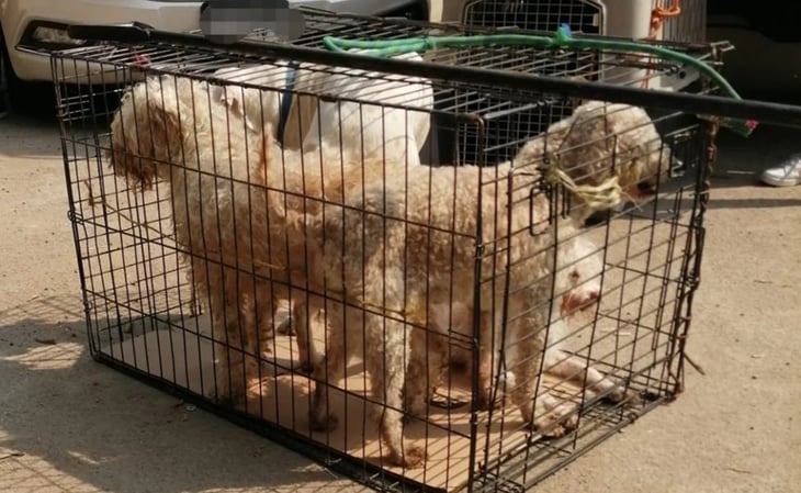 Rescatan a 26 perros de supuesta asociación protectora de animales