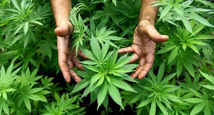 Avanza dictamen sobre uso de la Marihuana 