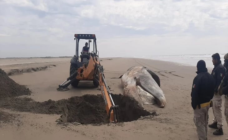 Aparece ballena muerta en playa de Navolato