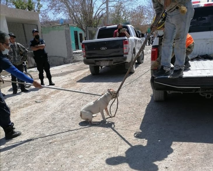 Perro pitbull ataca a niño en la 21 de Marzo en Monclova
