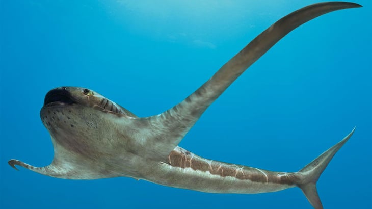Fósil de un antiguo tiburón con 'alas' es descubierto en México